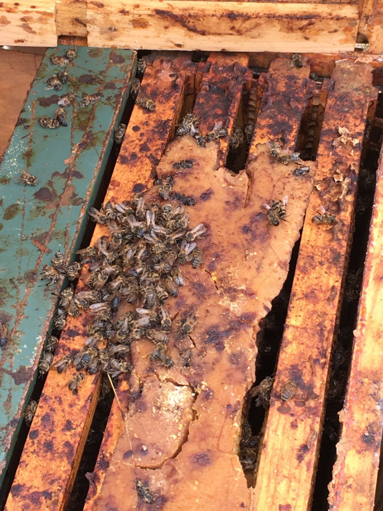 Lost hive